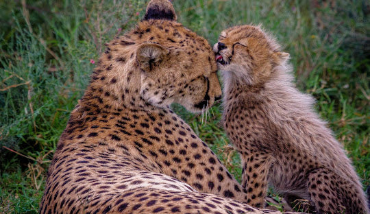 Ann Van Dyk Cheetah Centre