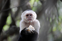 Monkey Sanctuary