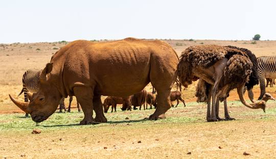 Bothongo Rhino & Lion Reserve