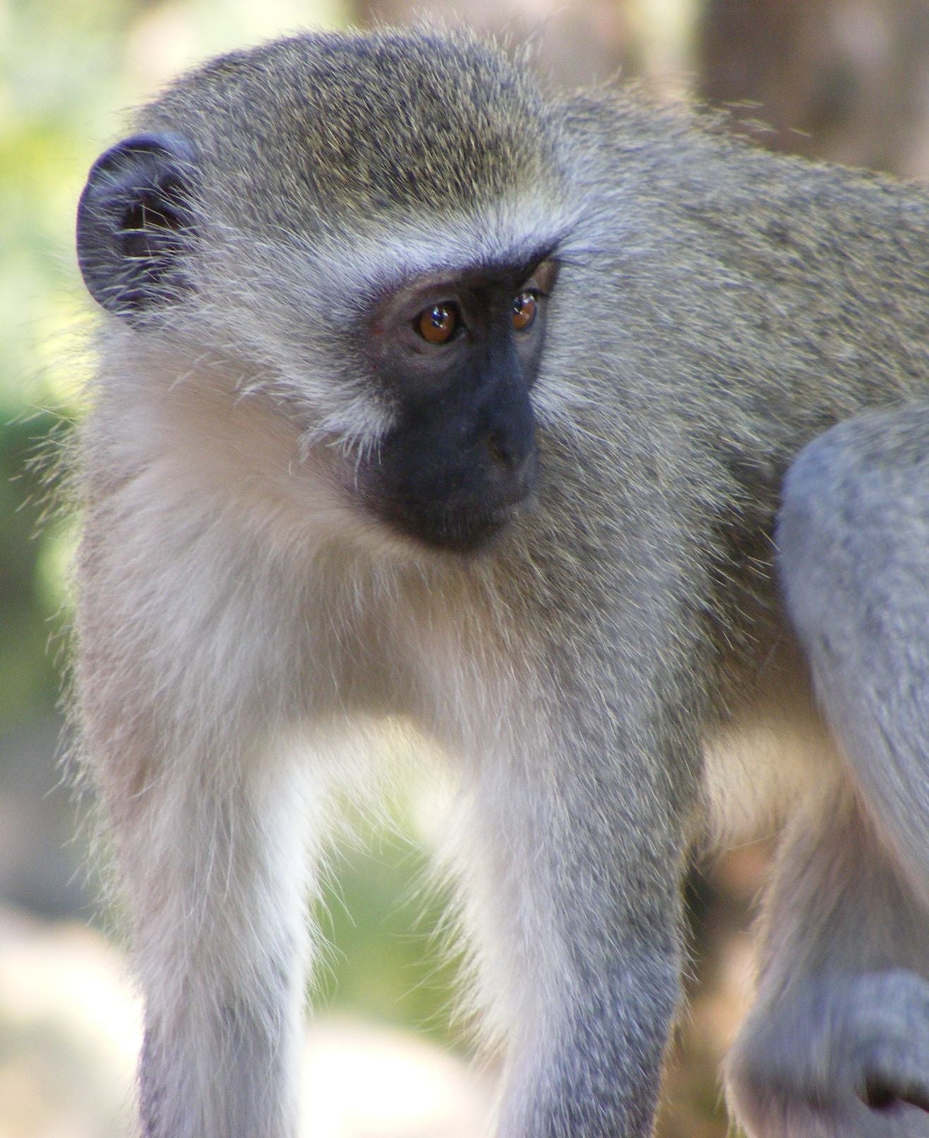 Monkey Sanctuary