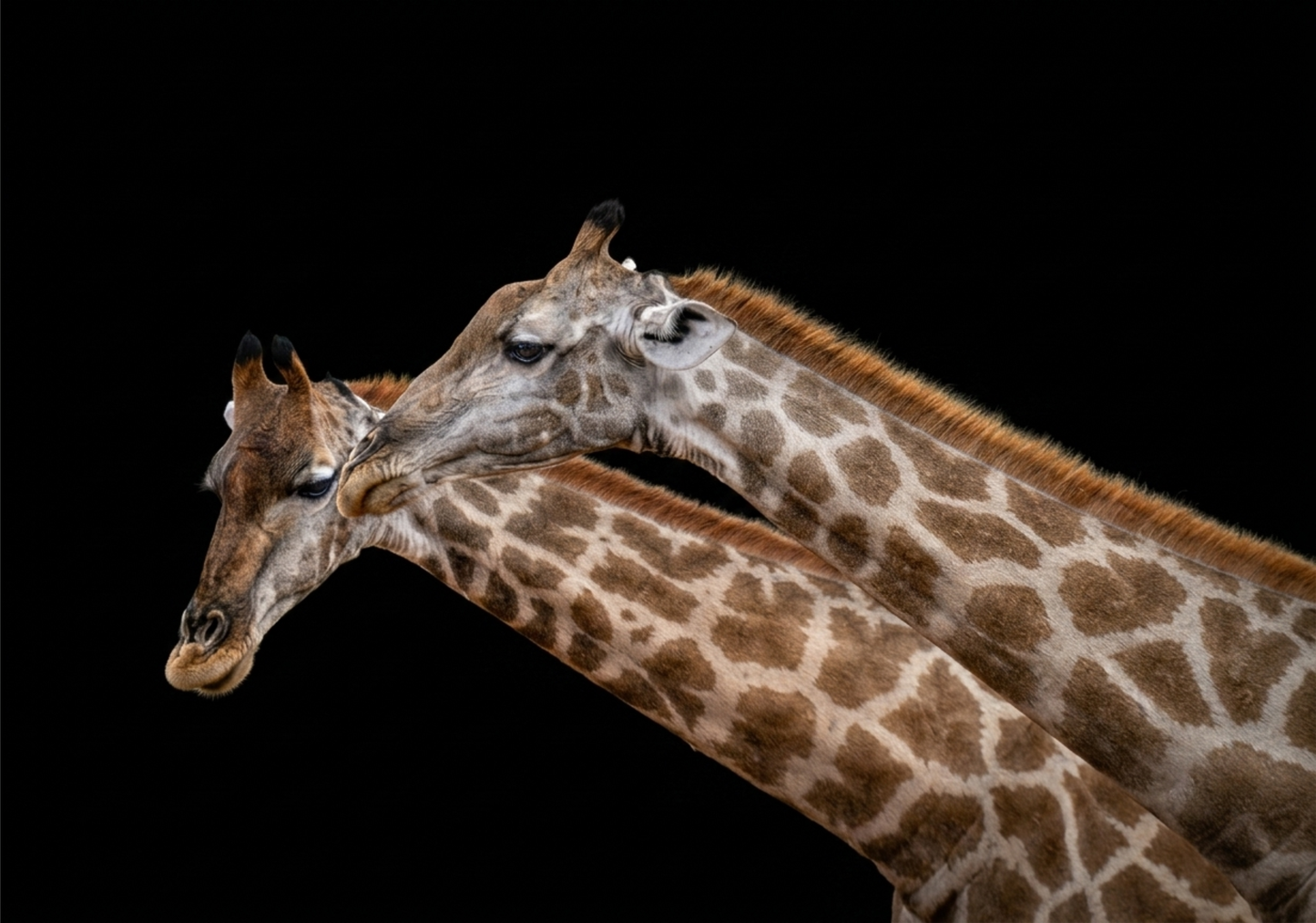 Giraffe Canvas Prints