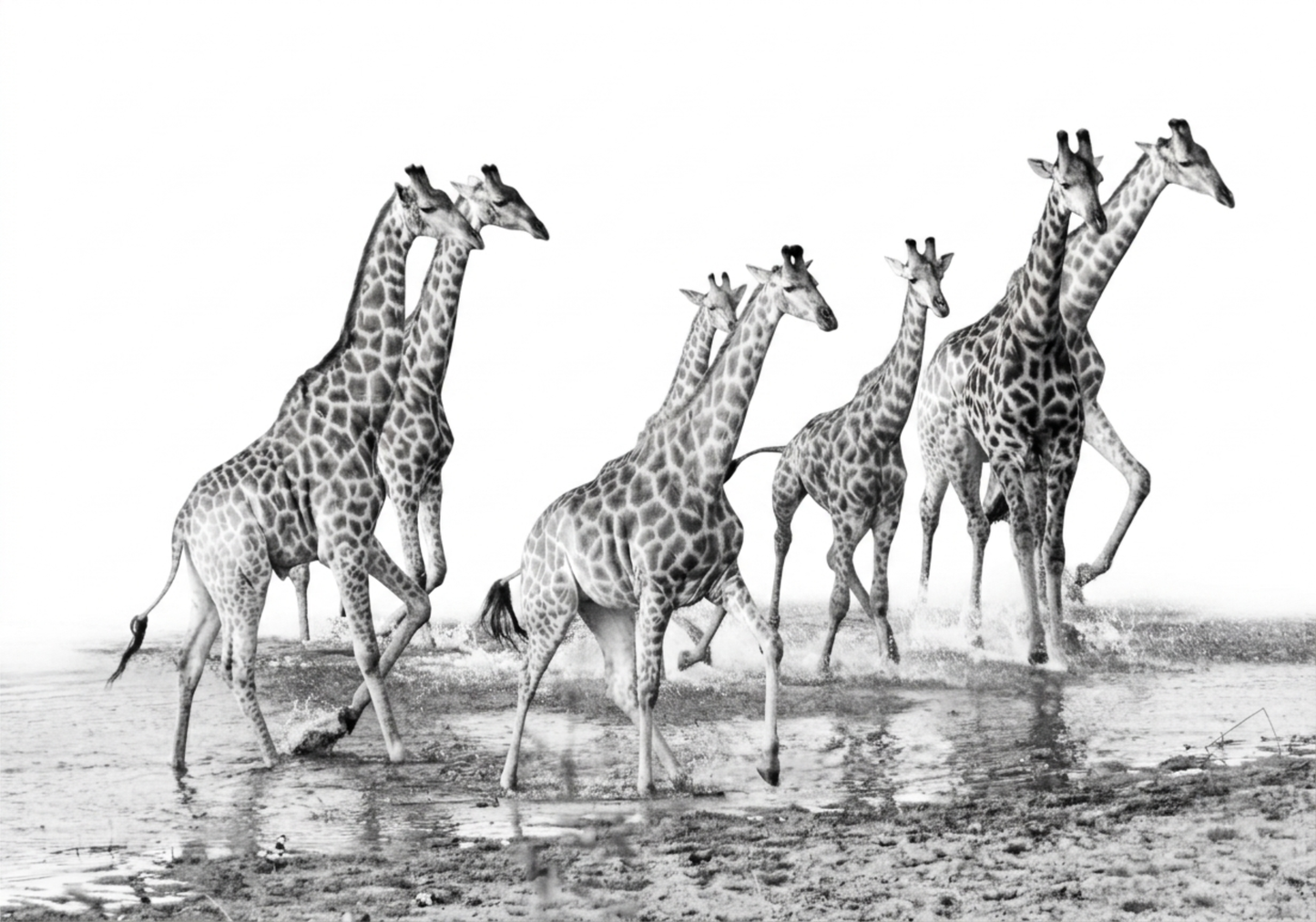 Giraffe Canvas Prints