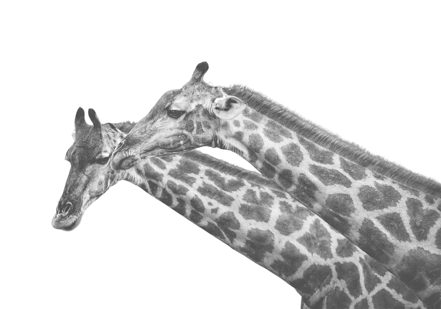 Giraffe Canvas Prints