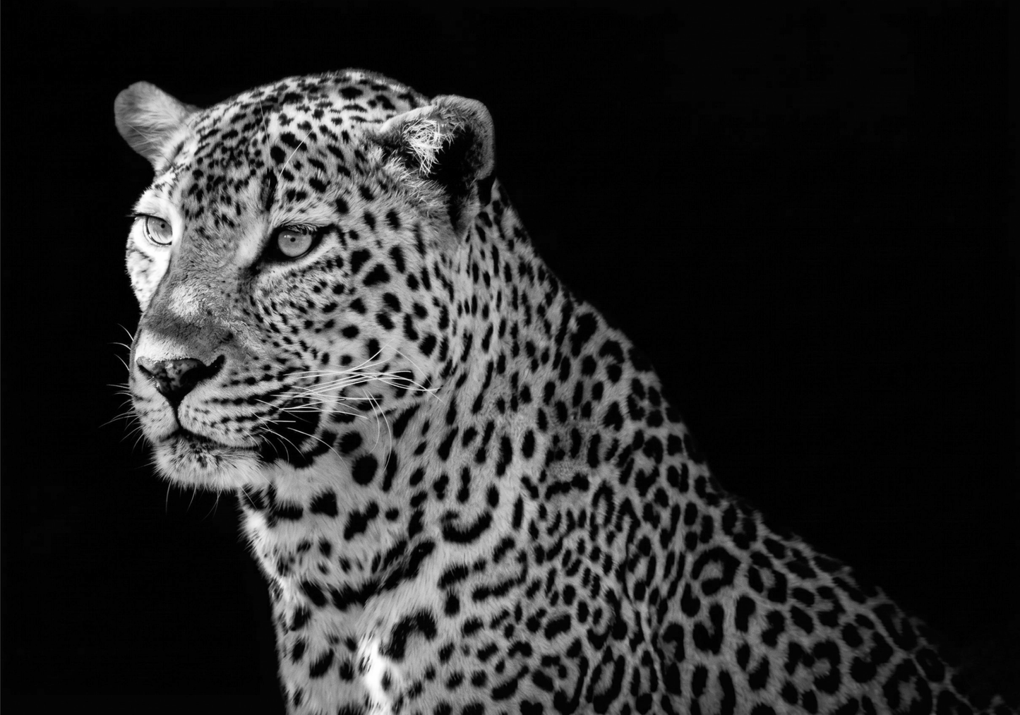 Leopard Canvas Prints
