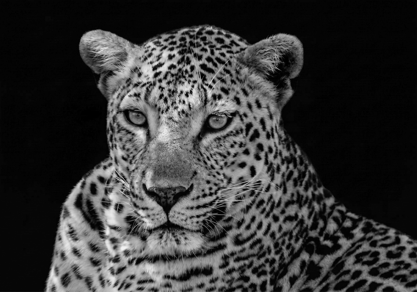 Leopard Canvas Prints