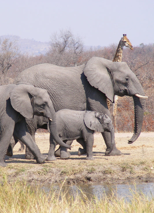 Pilanesburg National Park