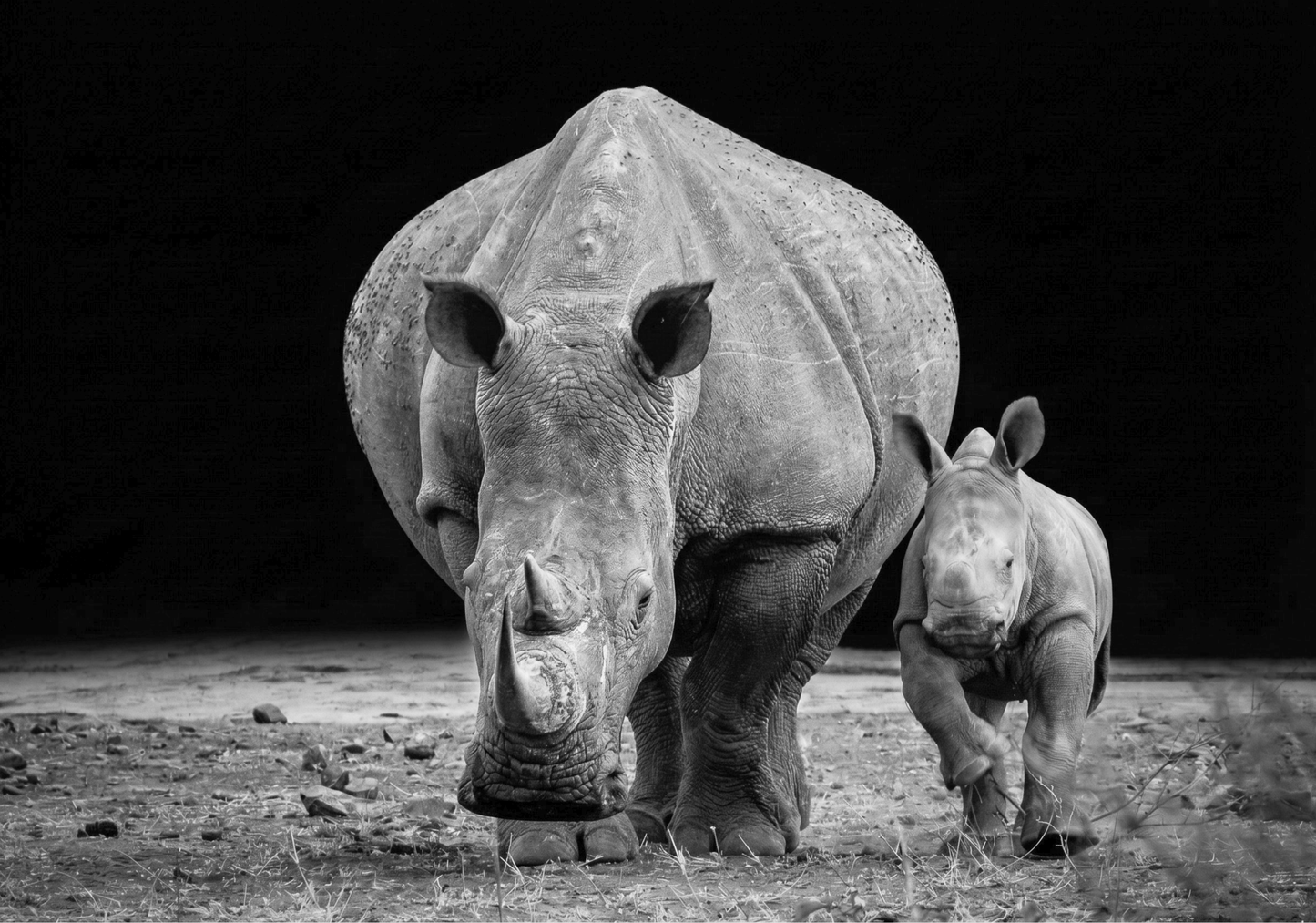 Rhino Canvas Prints
