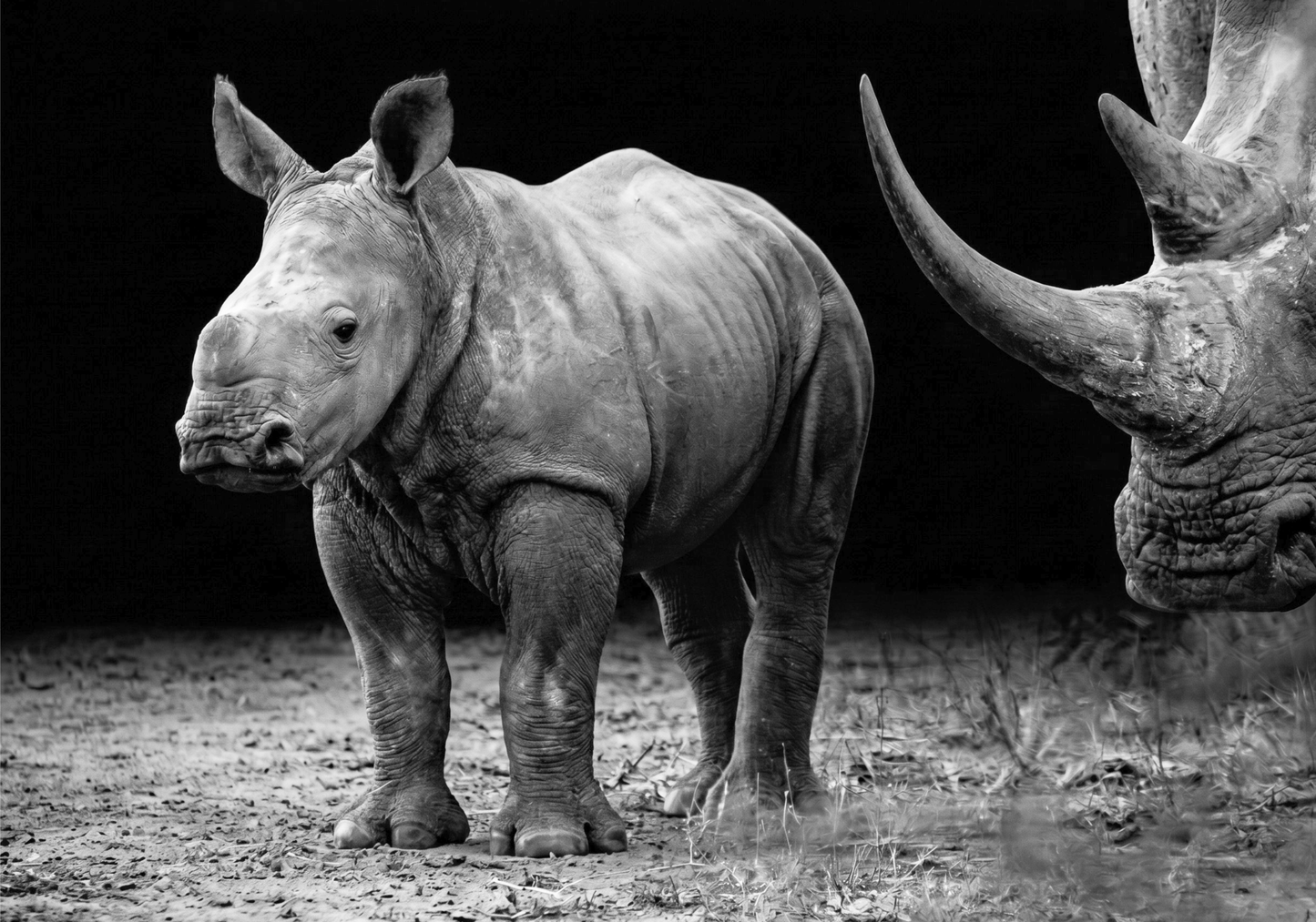 Rhino Canvas Prints