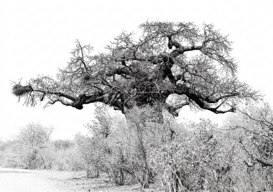 Baobab Canvas Prints