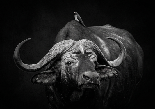 Buffalo Canvas Prints