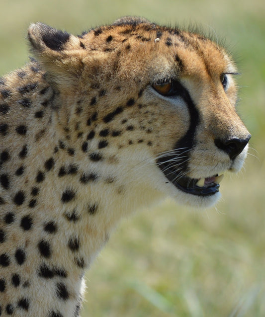 Ann Van Dyk Cheetah Centre