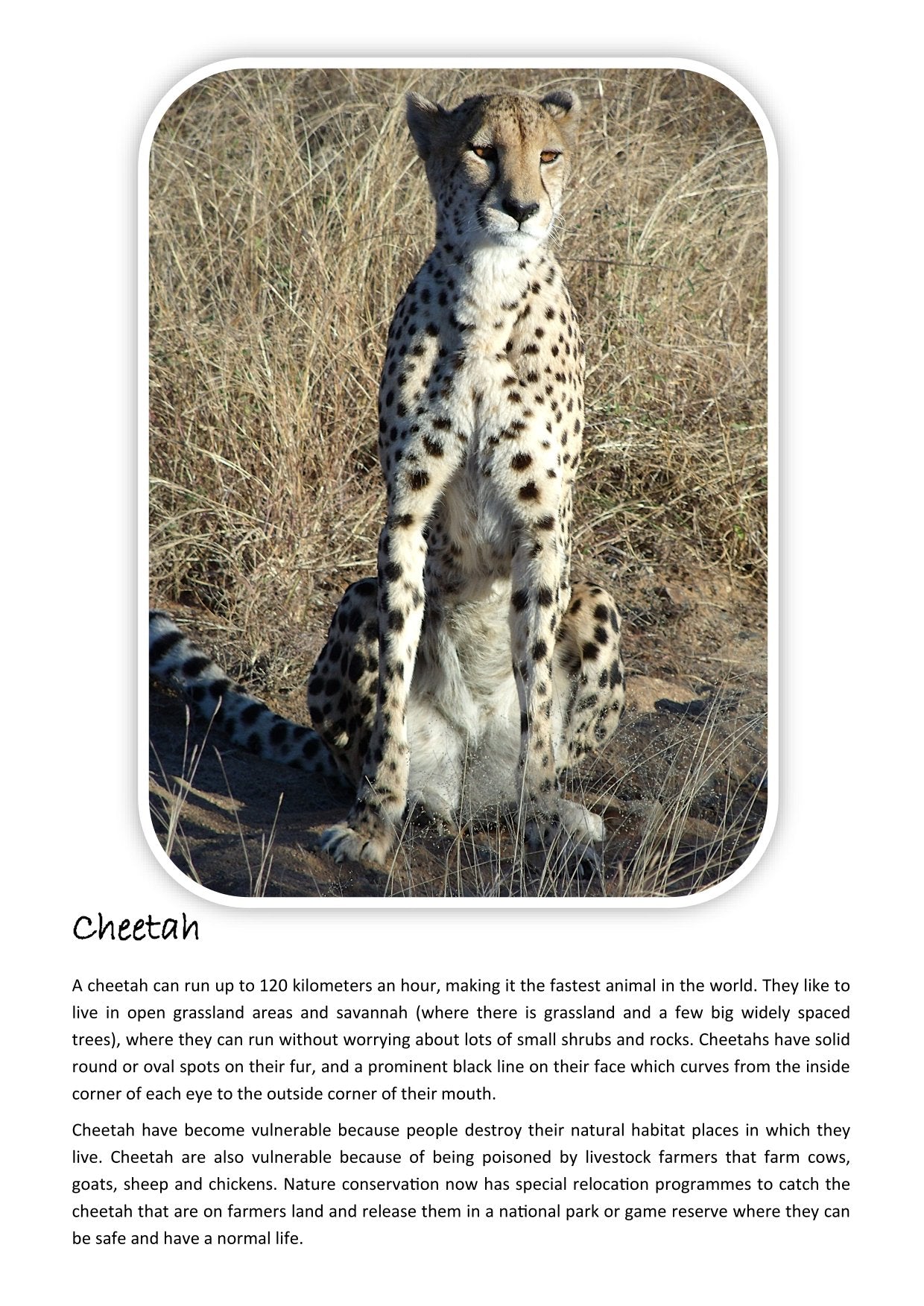 A4 Wild Dawn Colouring Book