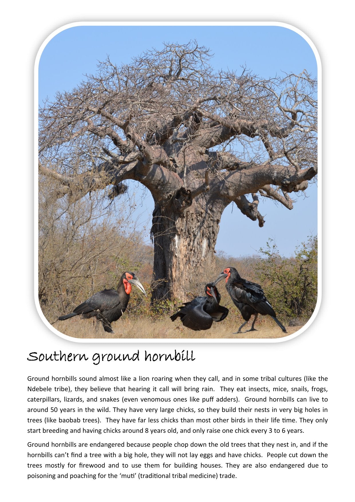 A4 Wild Dawn Colouring Book