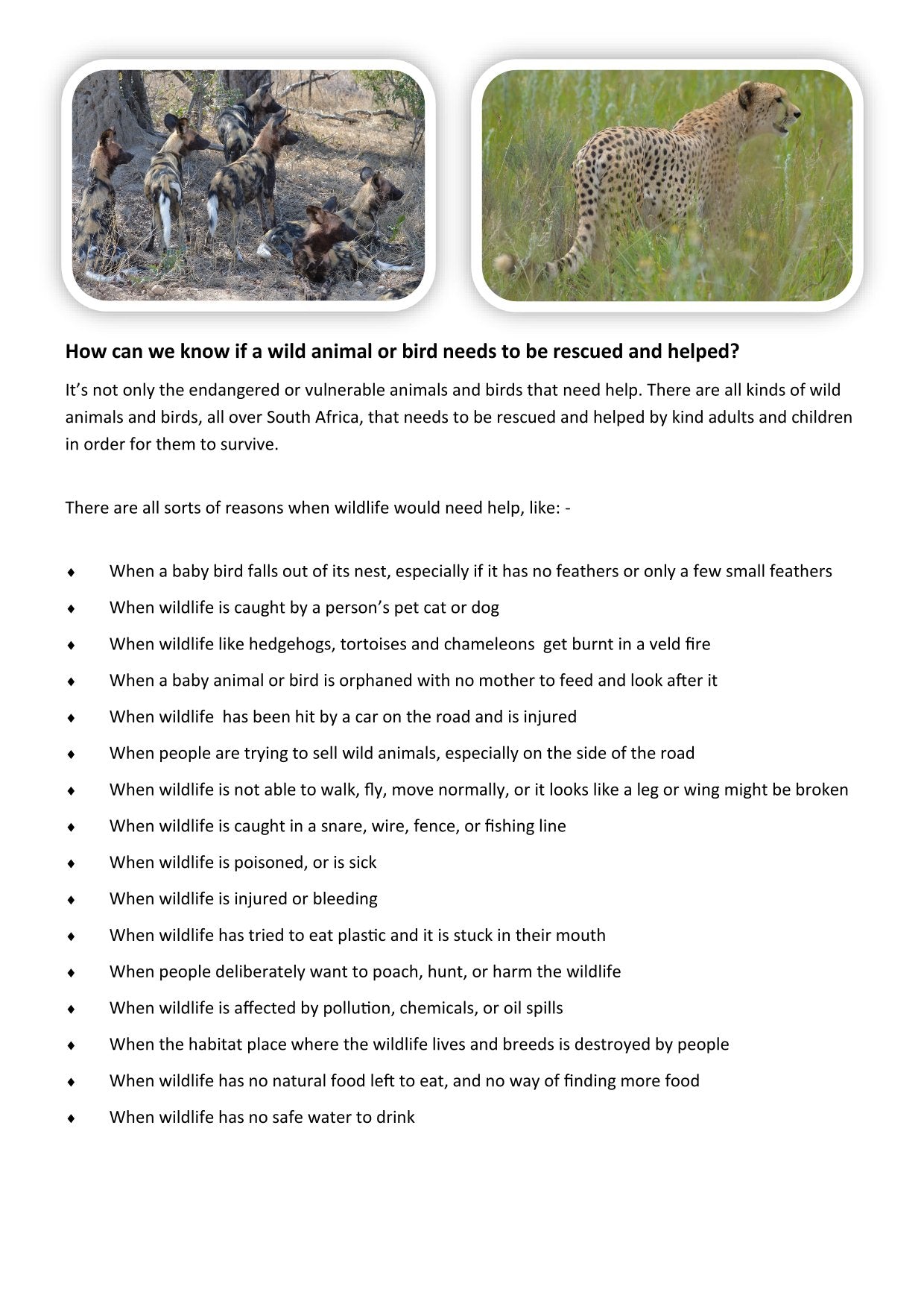 A4 Wild Dawn Colouring Book