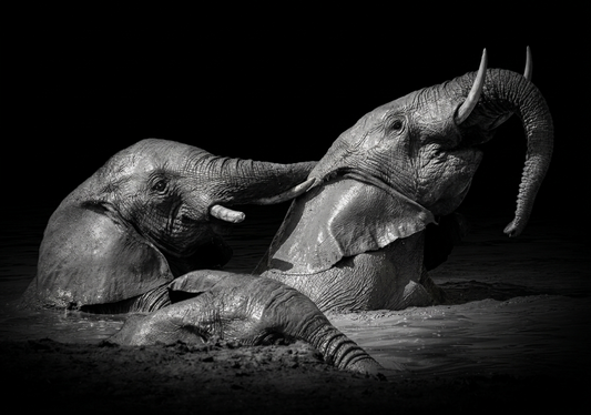 Elephant Canvas Prints