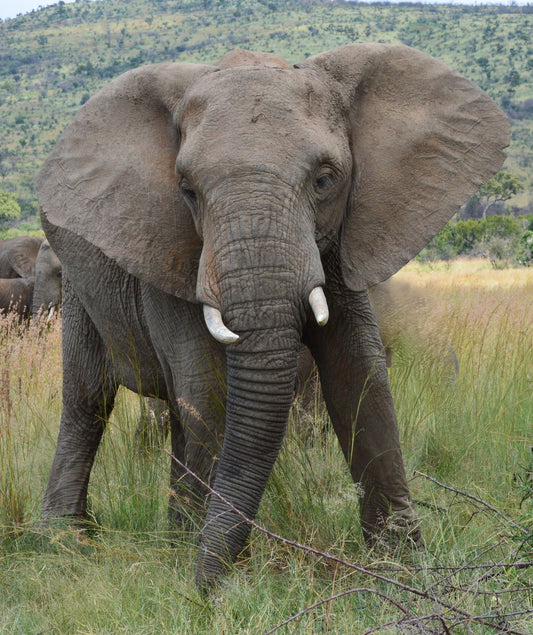 Elephant Sanctuary