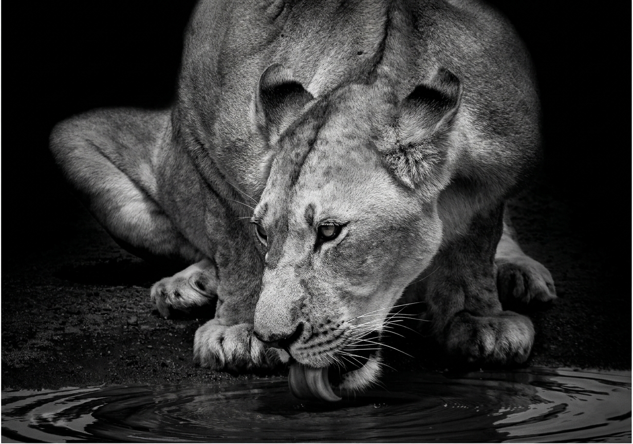 Lion Canvas Prints