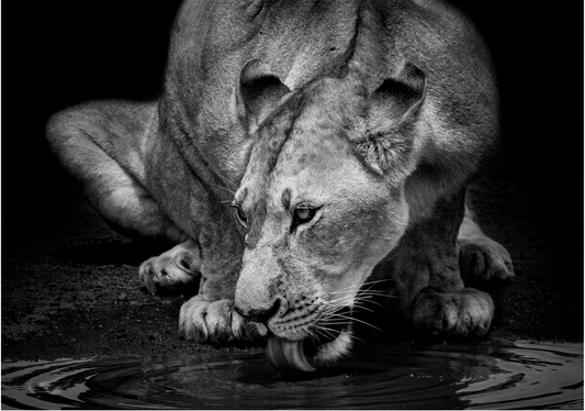 Lion Canvas Prints