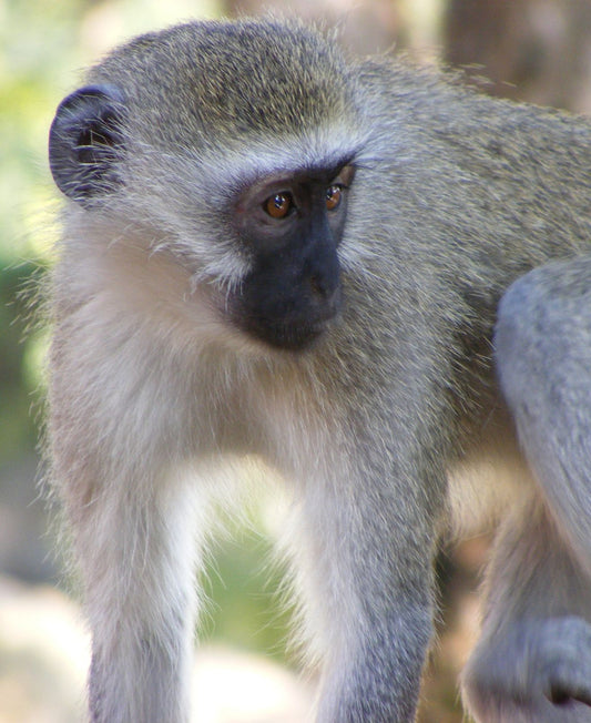 Monkey Sanctuary