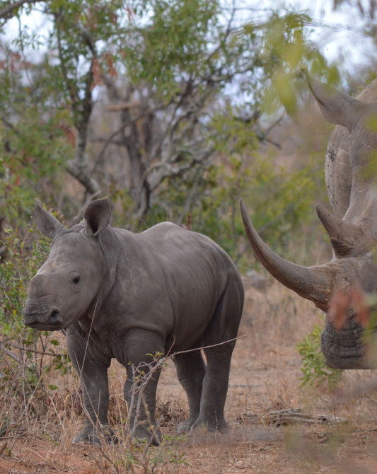 Bothongo Rhino & Lion Reserve
