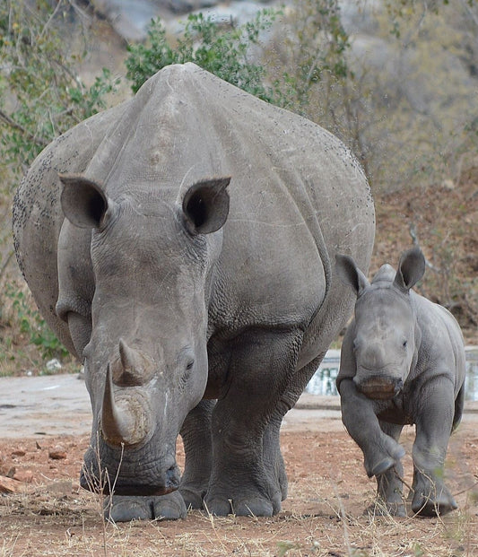 Rietvlei Nature Reserve & Irene Dairy Farm